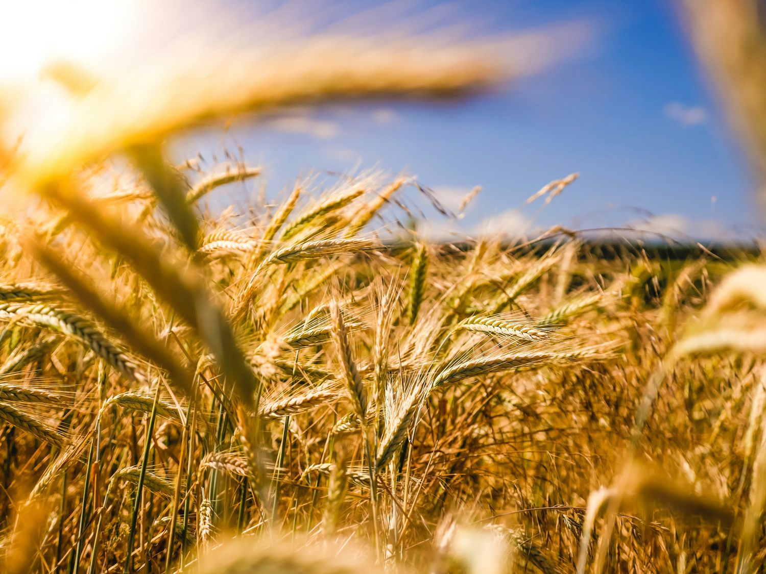 AGRICULTURE