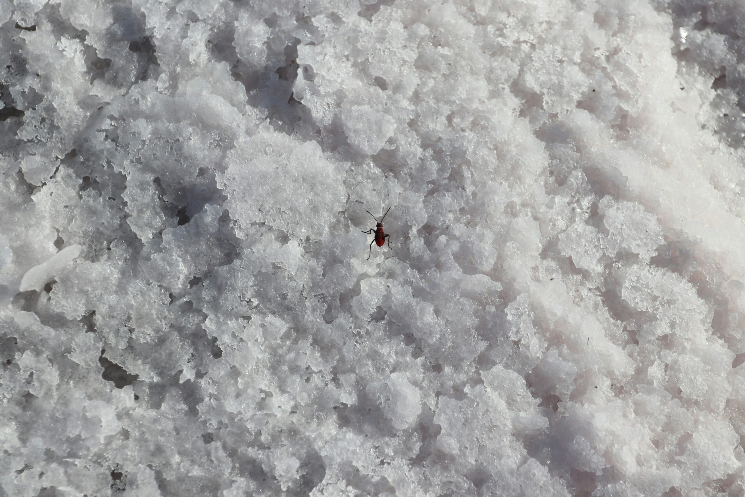 EUR_Market assessment for a global specialty salt manufacturer for MENA